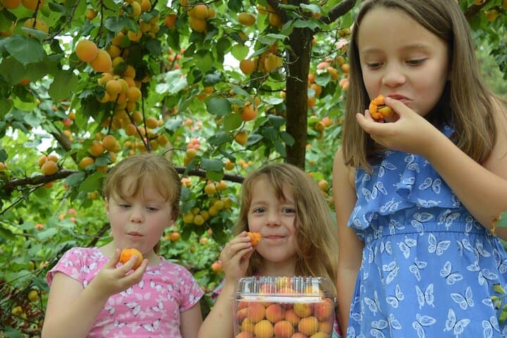 Yarra Valley & Warburton Private Fruit Picking and Redwood Forest Tour photo 6