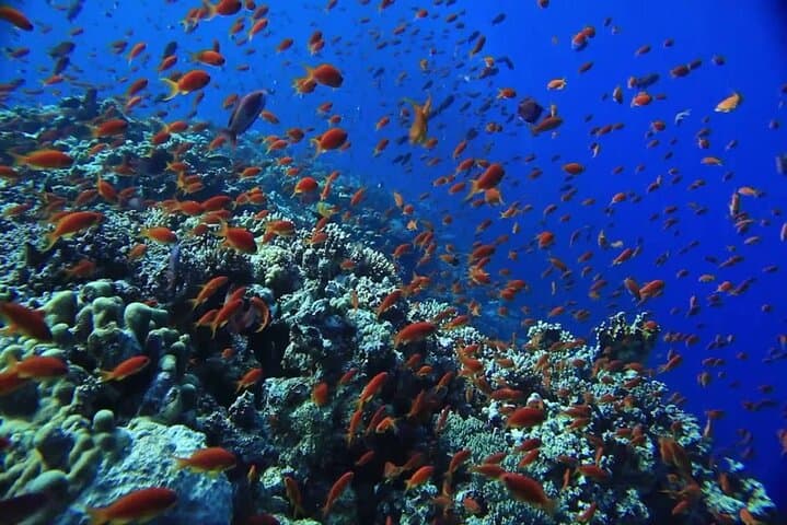 Giftun Island Snorkel Cruise from Hurghada: Coral Reefs & Beach Relaxation photo 5