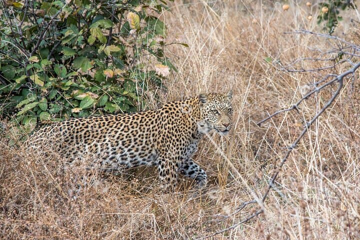 Full-Day Chobe River Cruise and Game Drive from Livingstone or Kasane photo 6
