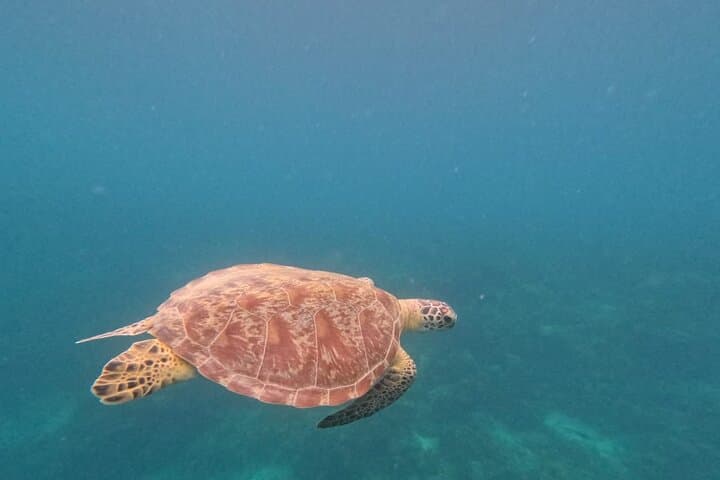 Private Port Barton Island Hopping & Turtle Watching with Lunch photo 6