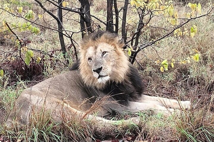 3-Day Kruger Safari from Maputo: Open-Backed Game Drives on the Crocodile River