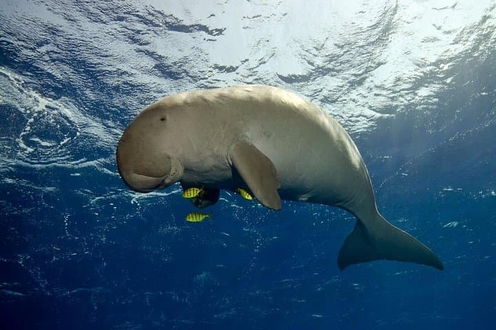 Snorkel with Dugongs and Turtles at Marsa Mubarak — Marsa Alam Day Trip photo 1