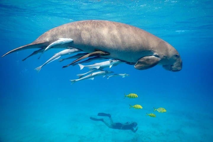 Snorkel with Dugongs and Turtles at Marsa Mubarak — Marsa Alam Day Trip photo 2