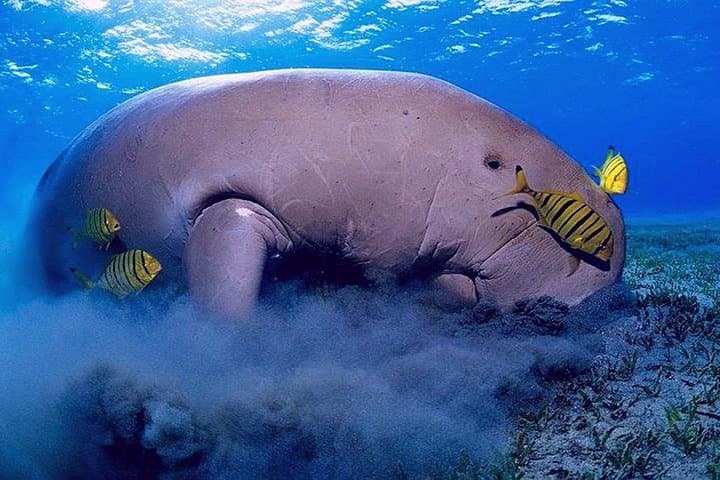 Snorkel with Dugongs and Turtles at Marsa Mubarak — Marsa Alam Day Trip photo 3