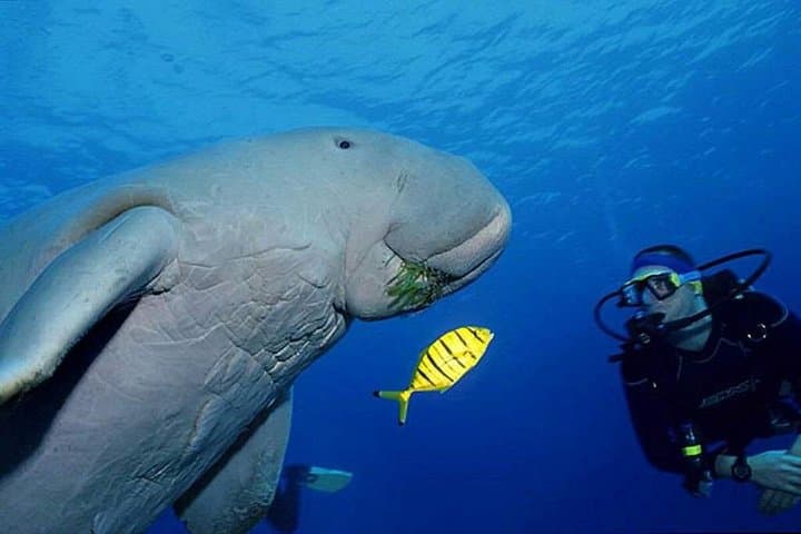 Snorkel with Dugongs and Turtles at Marsa Mubarak — Marsa Alam Day Trip photo 4