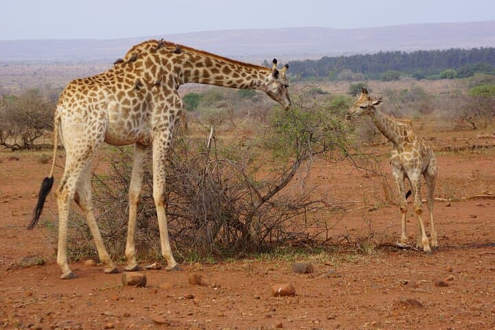 3-Day Kruger Safari from Maputo: Open-Backed Game Drives on the Crocodile River photo 2