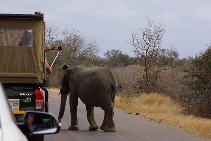 3-Day Kruger Safari from Maputo: Open-Backed Game Drives on the Crocodile River photo 3