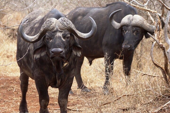 3-Day Kruger Safari from Maputo: Open-Backed Game Drives on the Crocodile River photo 4