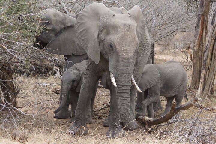 3-Day Kruger Safari from Maputo: Open-Backed Game Drives on the Crocodile River photo 6