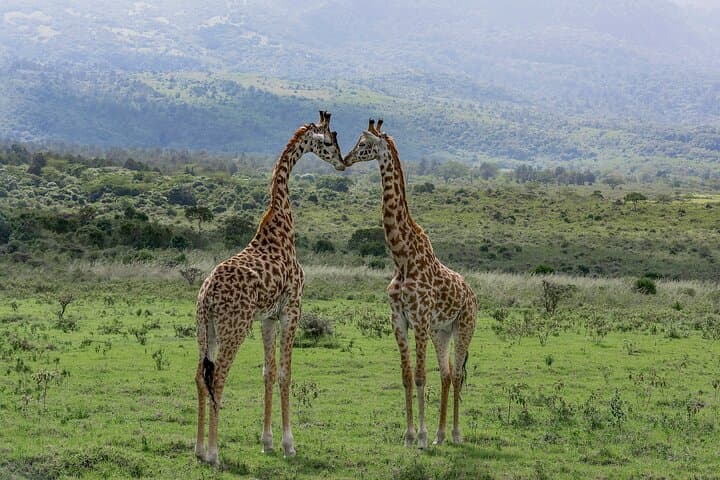 3-Day Meru National Park Private Safari — Rhino Sanctuary & Born Free Country