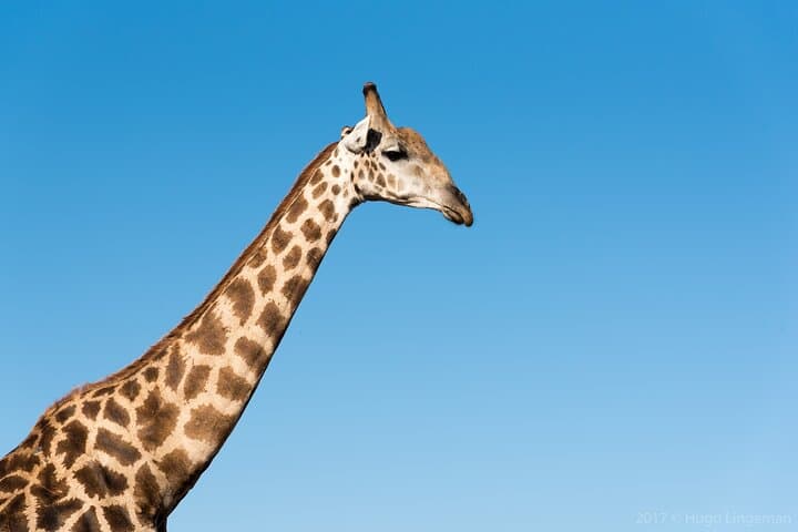 Mosi oa Tunya National Park Game Drive: Livingstone Safari Along the Zambezi photo 5