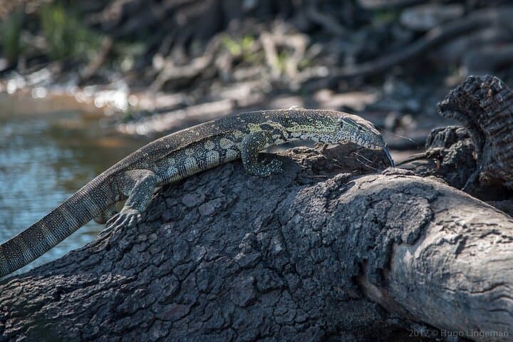Mosi oa Tunya National Park Game Drive: Livingstone Safari Along the Zambezi photo 6
