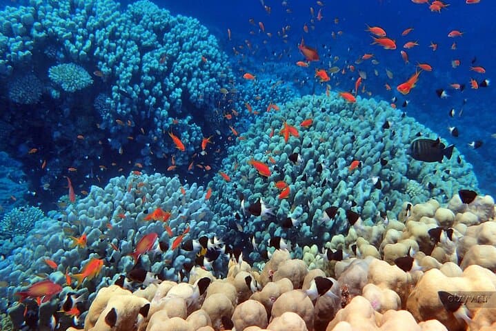 Hamata Island Full-Day Snorkel from Marsa Alam — Coral Reefs, Beaches & Lunch photo 2