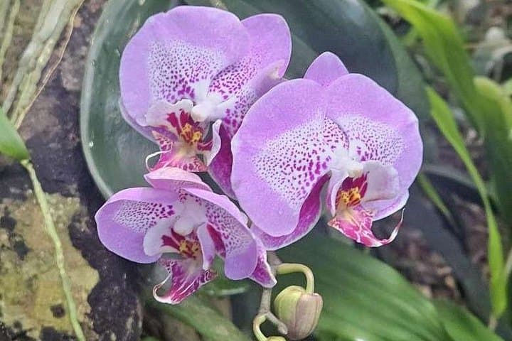 Childrens Botanical Garden St. Thomas USVI — Family Phantasea Garden Walk photo 2