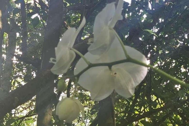 Childrens Botanical Garden St. Thomas USVI — Family Phantasea Garden Walk photo 4
