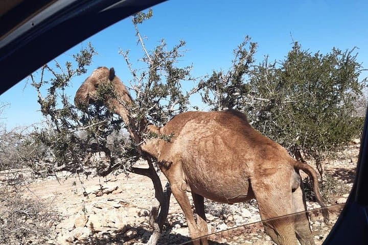 Essaouira Argan Forest & Sidi Kaouki Private Drive — Goats in the Trees and Cooperative Visits photo 3