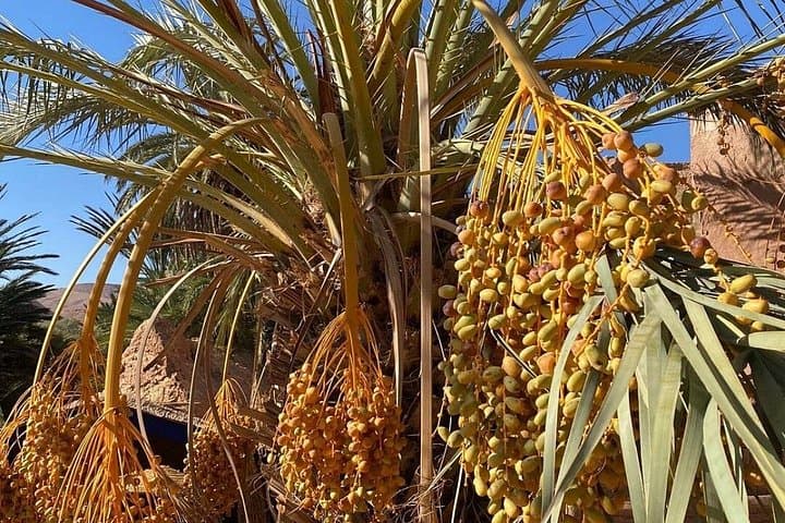Essaouira Argan Forest & Sidi Kaouki Private Drive — Goats in the Trees and Cooperative Visits photo 6