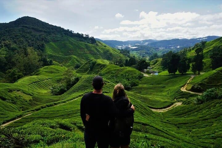 Cameron Highlands Day Tour: Tea Plantations, Hobbitoon & Strawberry Farms photo 1