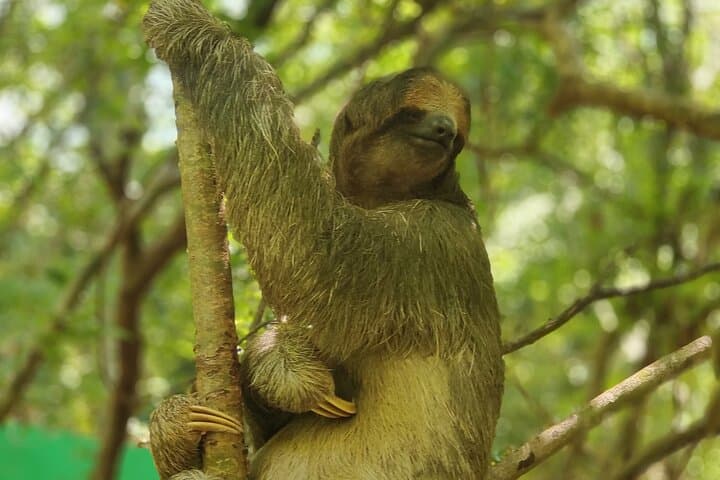 Roatán Eco Tour: Monkeys, Sloths, Rum Tastings and a Caribbean Beach Half-Day photo 3