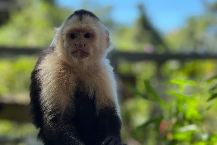 Roatán Eco Tour: Monkeys, Sloths, Rum Tastings and a Caribbean Beach Half-Day photo 5