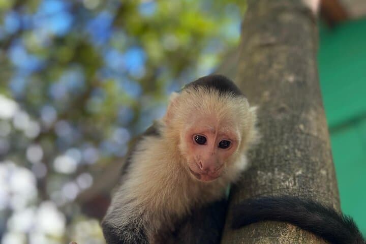Roatán Eco Tour: Monkeys, Sloths, Rum Tastings and a Caribbean Beach Half-Day photo 6
