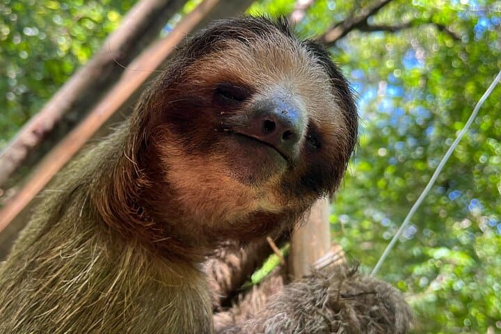 Roatán Eco Tour: Monkeys, Sloths, Rum Tastings and a Caribbean Beach Half-Day photo 4
