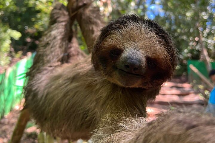 Roatán Eco Tour: Monkeys, Sloths, Rum Tastings and a Caribbean Beach Half-Day