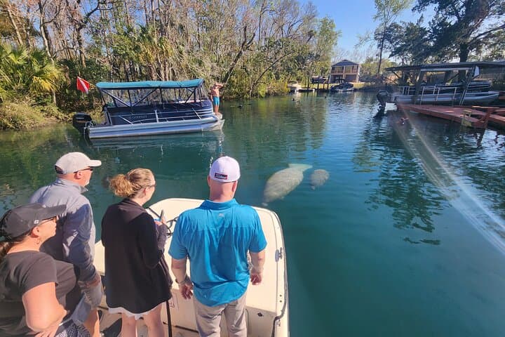 Private Crystal River Manatee Boat Tour: Kings Bay Wildlife Cruise photo 3