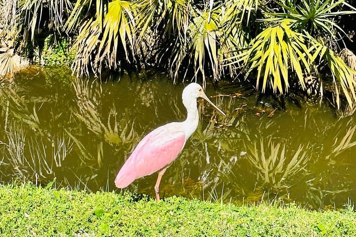 Ormond Beach Manatee & Tomoka River Kayak and Paddleboard Tour photo 4