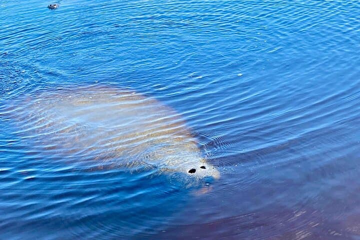 Ormond Beach Manatee & Tomoka River Kayak and Paddleboard Tour photo 3