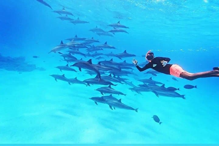 Samadai Dolphin House Snorkel Trip Marsa Alam — Swim with Resident Dolphins photo 2