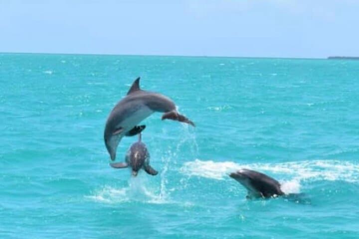 Key West Afternoon Dolphin Sail: 2.5-Hour Catamaran Dolphin Watch & Cruise