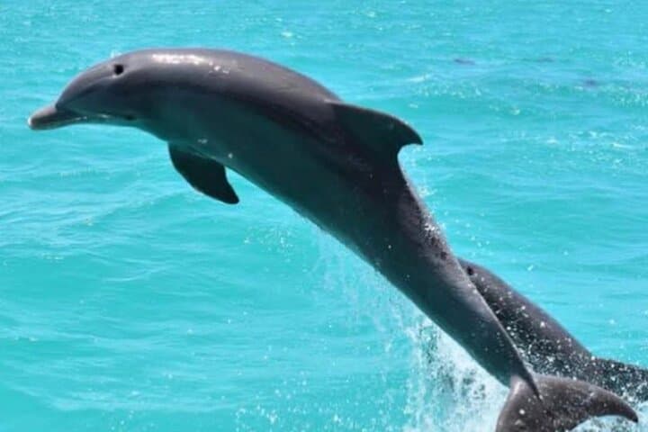 Key West Afternoon Dolphin Sail: 2.5-Hour Catamaran Dolphin Watch & Cruise photo 6