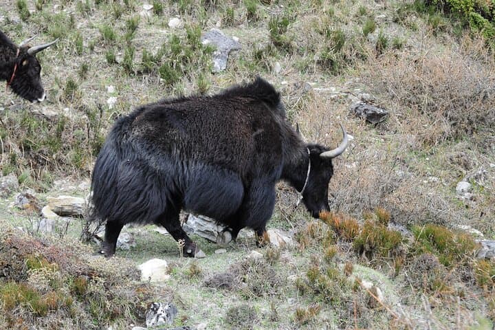 Manaslu Circuit Trek: 13-Day Private High-Altitude Trek from Kathmandu photo 4
