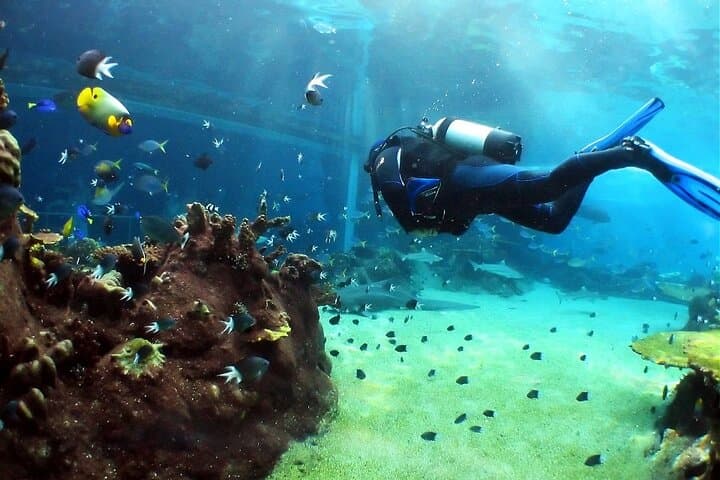 Shore Dives in Sharm El Sheikh Red Sea — Best Sites, Tips & What to Expect photo 4
