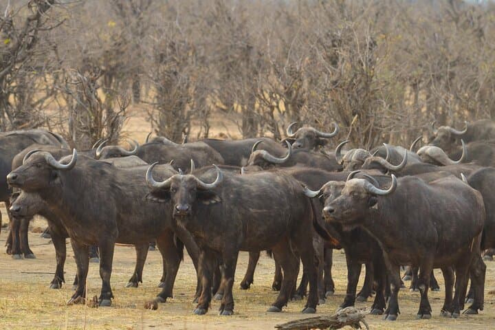 3-Day Hwange Safari from Victoria Falls — Big Five & Moonlight Elephant Tracking photo 2