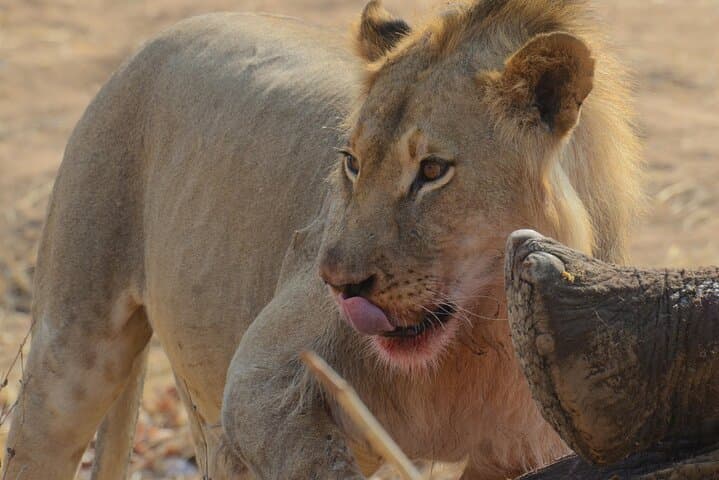 3-Day Hwange Safari from Victoria Falls — Big Five & Moonlight Elephant Tracking photo 3