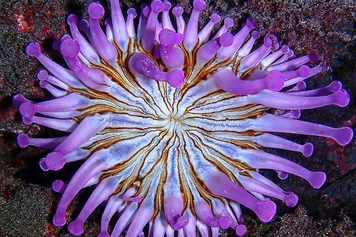 Small-Group Snorkeling in Abades Bay, Tenerife — Guided Coastal Reef Experience photo 4
