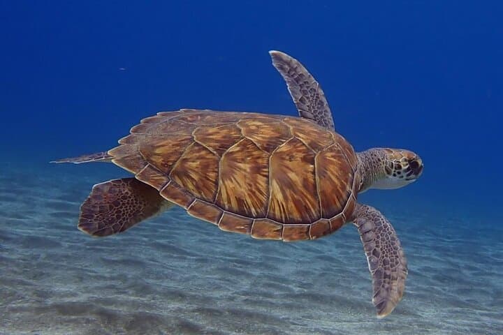 Small-Group Snorkeling in Abades Bay, Tenerife — Guided Coastal Reef Experience photo 3