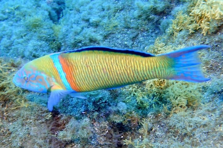 Small-Group Snorkeling in Abades Bay, Tenerife — Guided Coastal Reef Experience photo 6