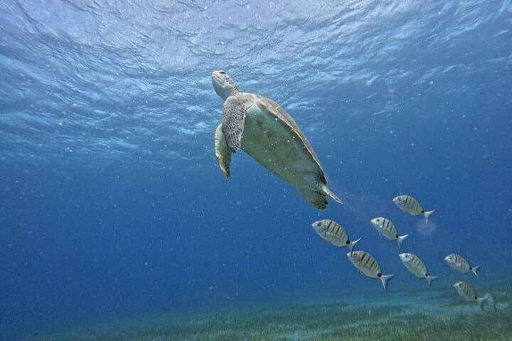 Small-Group Snorkeling in Abades Bay, Tenerife — Guided Coastal Reef Experience