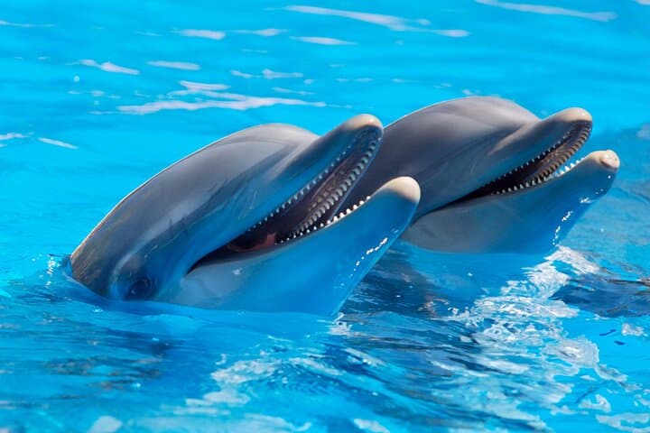 Mauritius Dolphin & Whale Experience: Full-Day Marine Wildlife & Snorkel Cruise photo 4