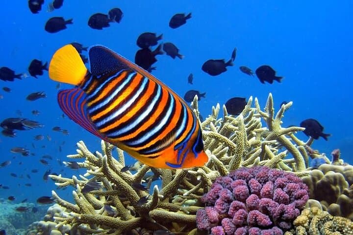Mauritius Dolphin & Whale Experience: Full-Day Marine Wildlife & Snorkel Cruise photo 3