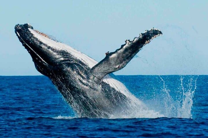 Mauritius Dolphin & Whale Experience: Full-Day Marine Wildlife & Snorkel Cruise photo 6