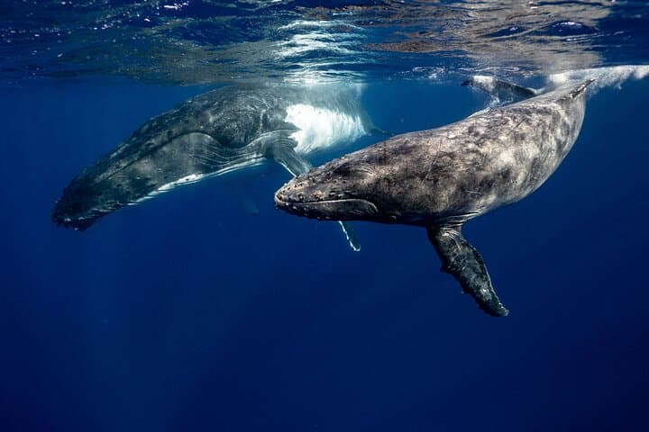 Mauritius Dolphin & Whale Experience: Full-Day Marine Wildlife & Snorkel Cruise photo 2