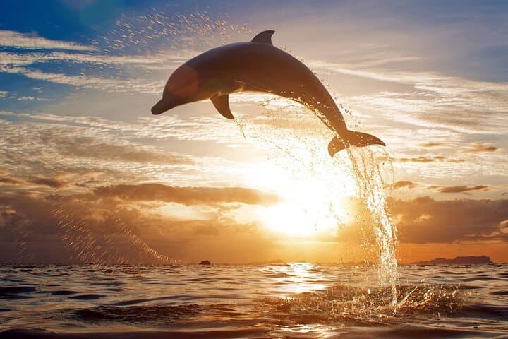 Mauritius Dolphin & Whale Experience: Full-Day Marine Wildlife & Snorkel Cruise photo 5