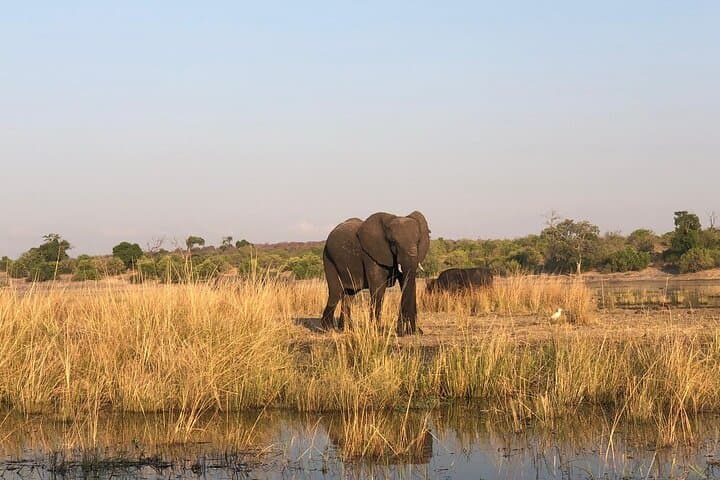 Chobe Day Trip from Livingstone: Boat Cruise & Game Drive to See Africa’s Largest Elephant Herds