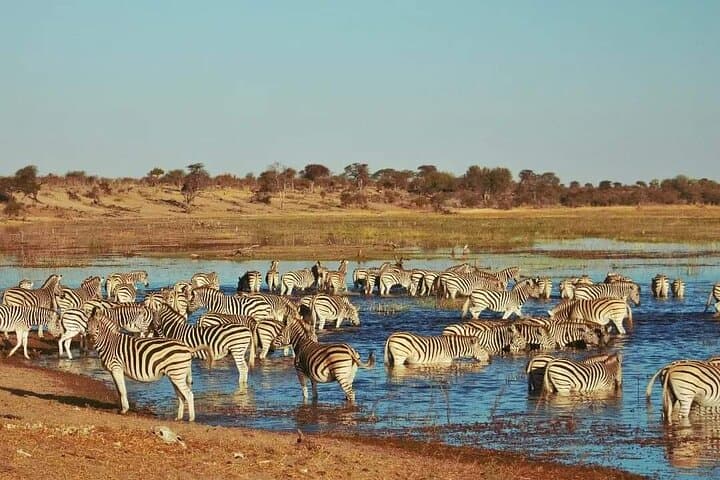 Chobe Day Trip from Livingstone: Boat Cruise & Game Drive to See Africa’s Largest Elephant Herds photo 2