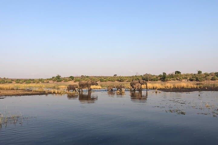 Chobe Day Trip from Livingstone: Boat Cruise & Game Drive to See Africa’s Largest Elephant Herds photo 4