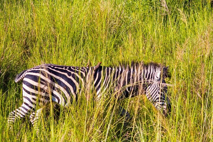 Chobe Day Trip from Livingstone: Boat Cruise & Game Drive to See Africa’s Largest Elephant Herds photo 5